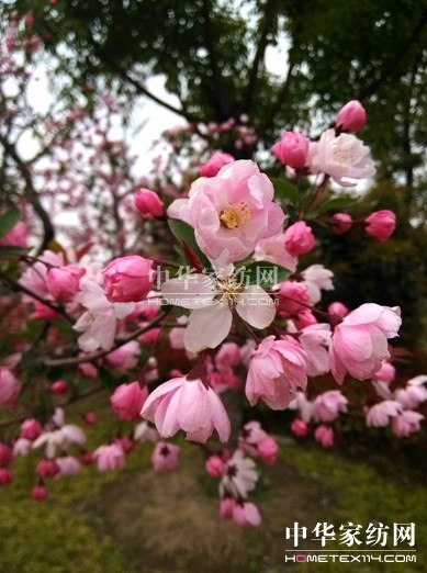 z׌á(mng)▪L(chng)}zӰِЄ(dng)Ļ