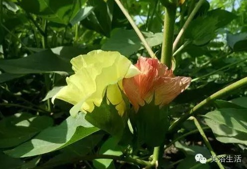 ԡƵĴëԡʲôǰɫ