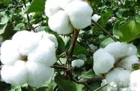 ԡƵĴëԡʲôǰɫ