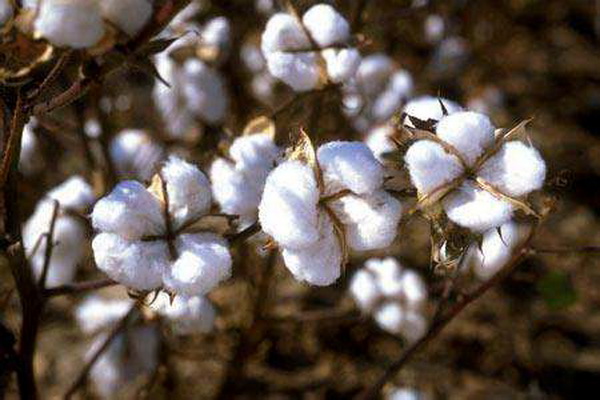 (zh)ȻѻҼĸɽwsߴ﷦